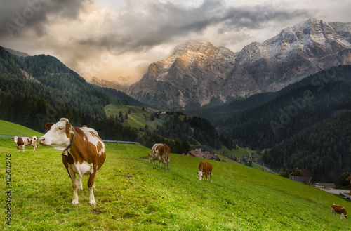 Herd of cows in a meadow in the Alps at sunset