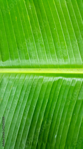 Banana leaf texture background green