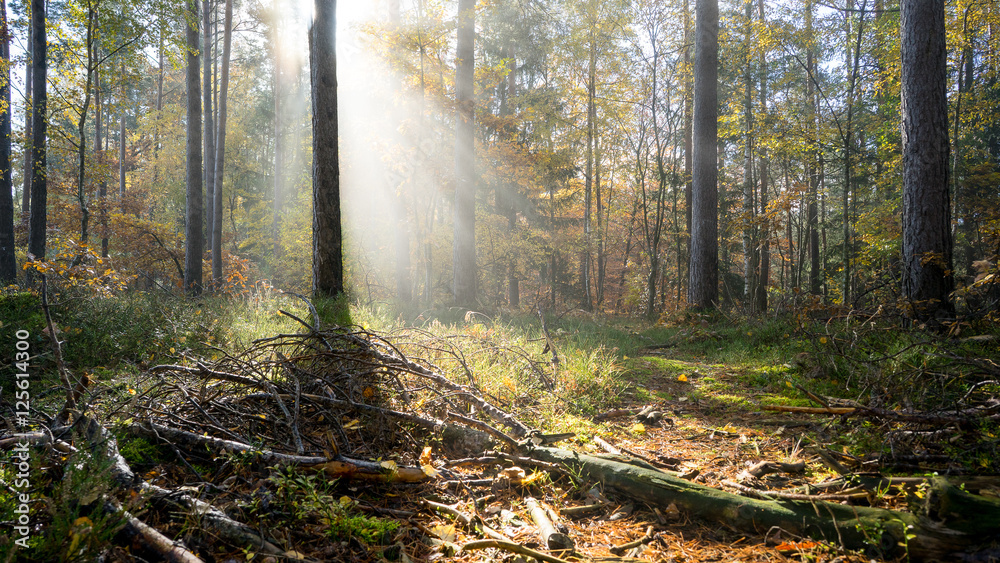 Fototapeta premium Nebel im Herbswald