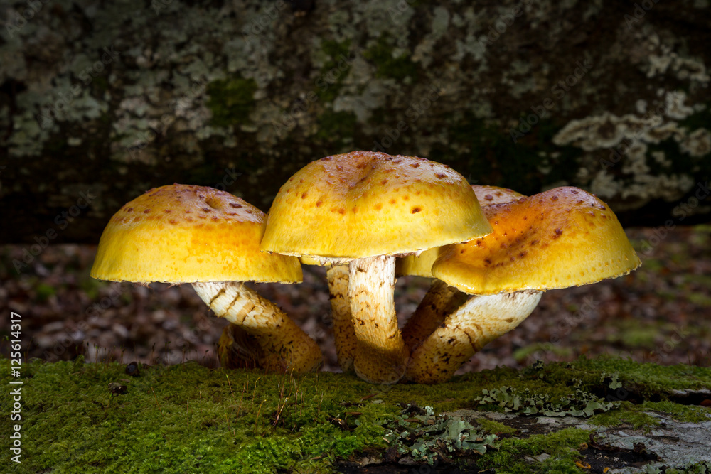Fungi growing on a rotting log in the New Forest National Park in the UK. Fungi growing on a rotting log in the New Forest National Park in the UK.