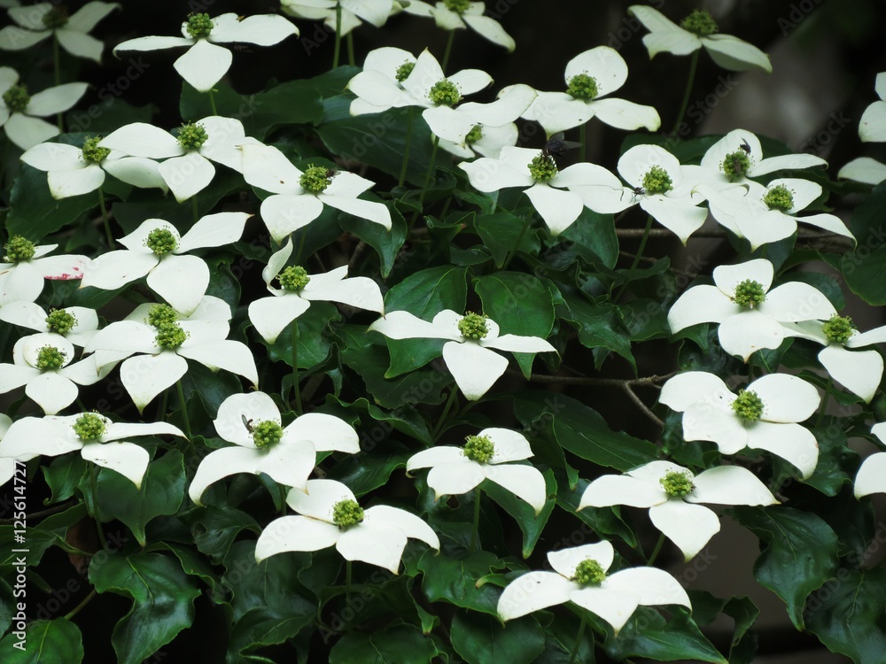 Cornouiller du Japon et ses fleurs blanches Cornouiller du Japon et ses fleurs blanches