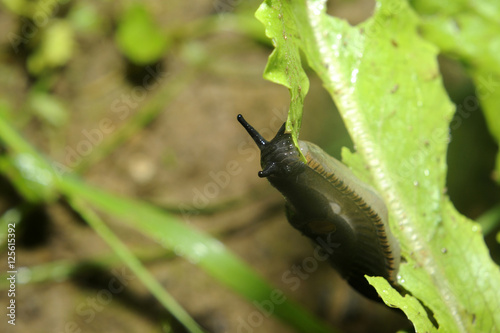 Spanish slug (Arion vulgaris) invasion in garden. Invasive slug. Nature problem in Europe.

 photo