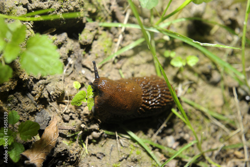 Spanish slug (Arion vulgaris) invasion in garden. Invasive slug. Nature problem in Europe.© Petr Bonek