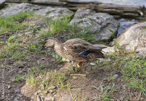 Wild duck on lake Bled in Slovenia