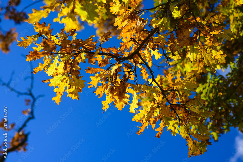 Yellow autumn oak tree leaves Yellow autumn oak tree leaves