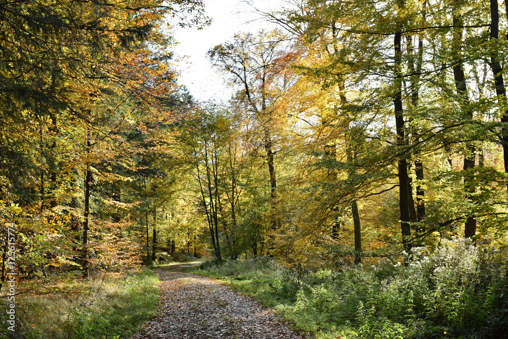Fototapeta premium Waldweg im Herbst