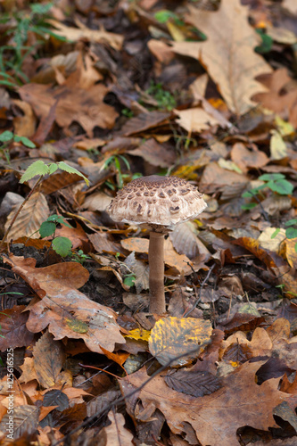 Macrolepiota Procera - Parasol Mushroom- Kania czubajka 