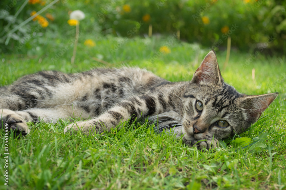 tabby kitten on grass