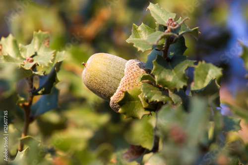 Native evergreen mediterranean plant - kermes oak Quercus coccifera . Acorn. Cyprus variegated bush