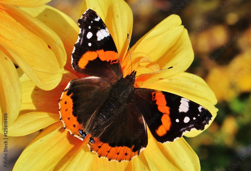 Naklejka premium Admiral auf einer Dahlienblüte
