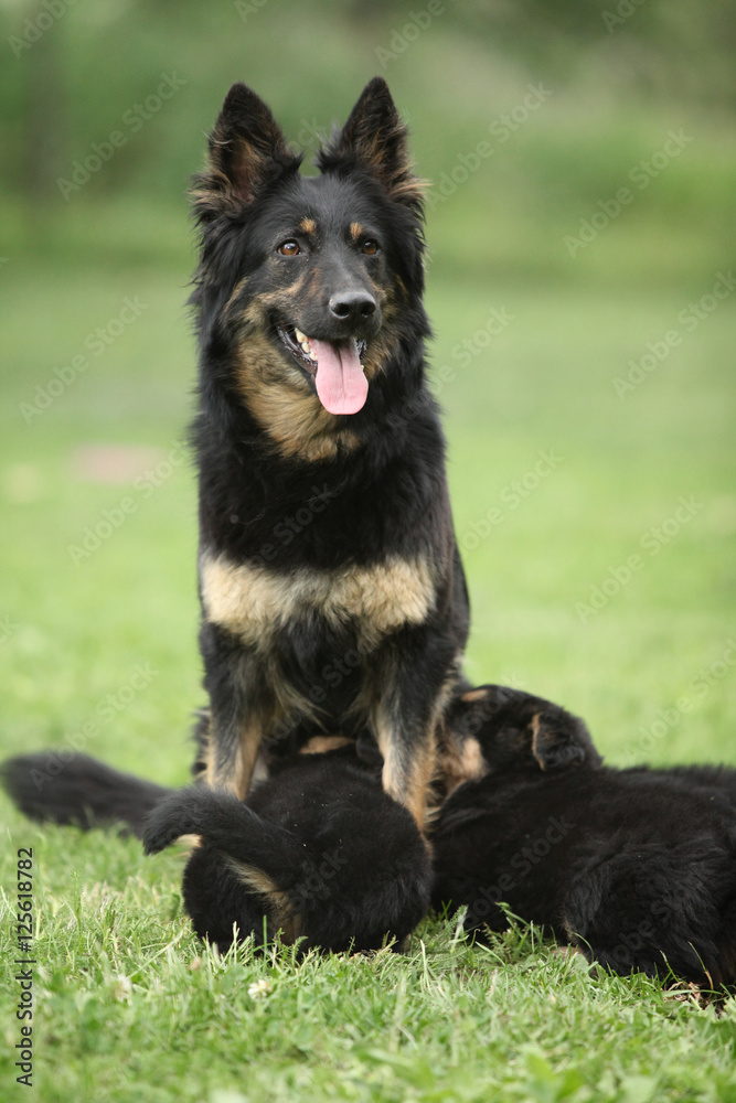 Beautiful bitch of Bohemian Shepherd feeding its puppies Beautiful bitch of Bohemian Shepherd feeding its puppies