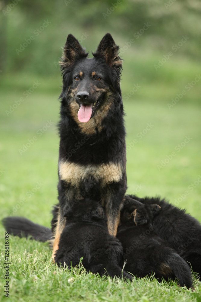 Beautiful bitch of Bohemian Shepherd feeding its puppies