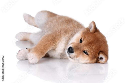  Cute Puppy Shiba Inu on a white background 