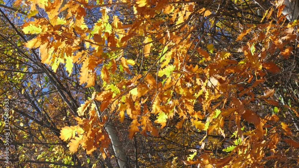 Oak. Autumn in the forest. Beautiful trees during fall of the leaf. Oak. Autumn in the forest. Beautiful trees during fall of the leaf.