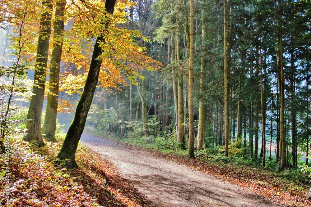 Obraz premium Herbstlicher Wald