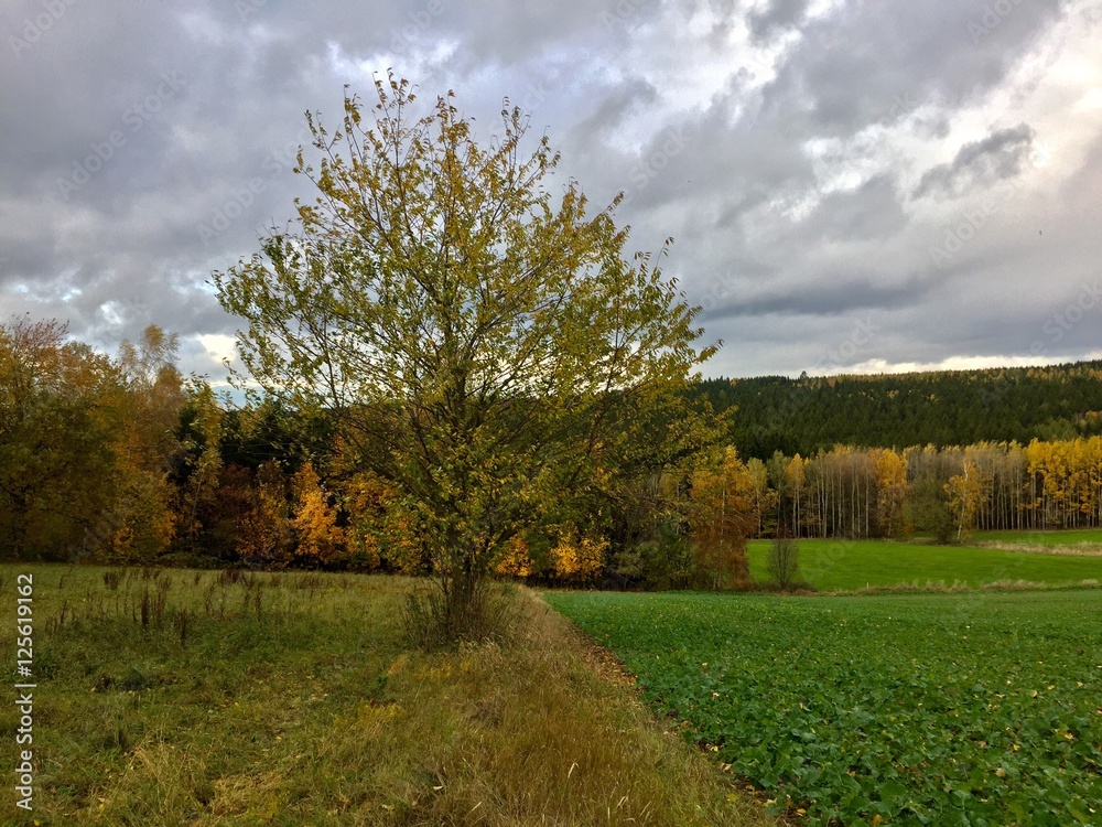 Herbst im Erzgebirge