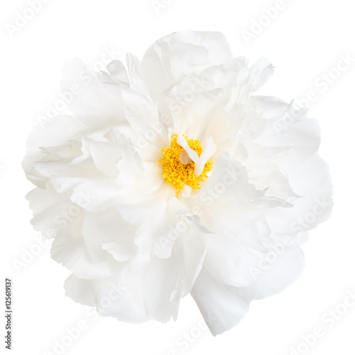 Bright peony flower with yellow stamens, isolated on white background.