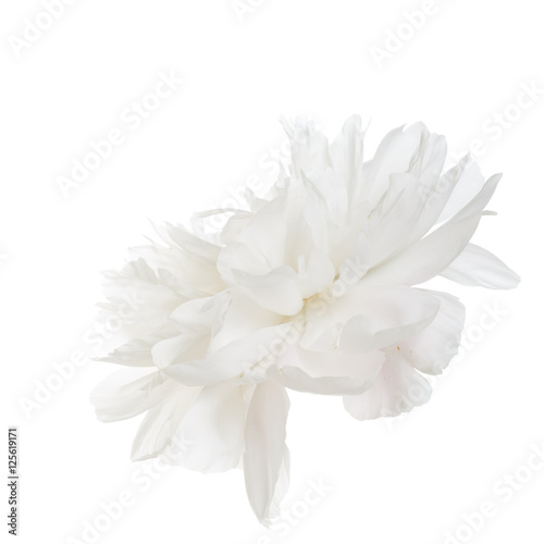 Bright peony flower isolated on white background.