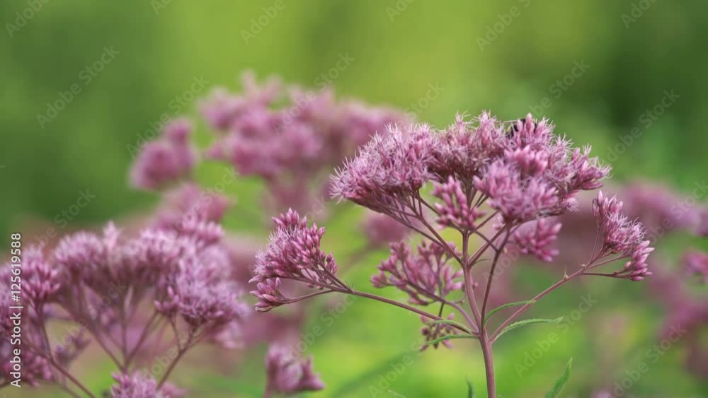 Purple flowers slowly sway in the afternoon, the bee flies around and sat down Purple flowers slowly sway in the afternoon, the bee flies around and sat down