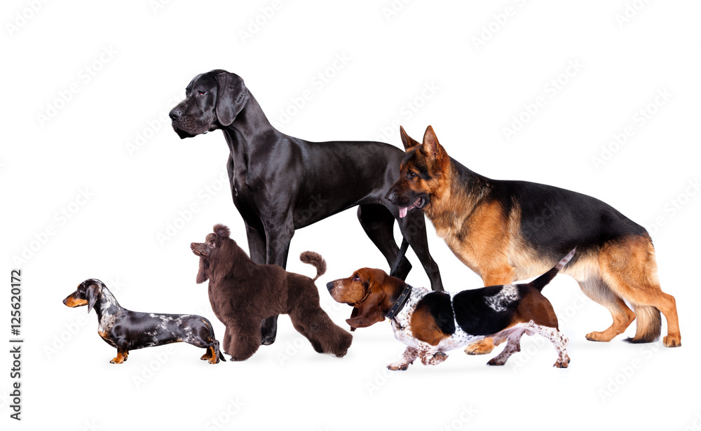 Fototapeta premium Group of dogs