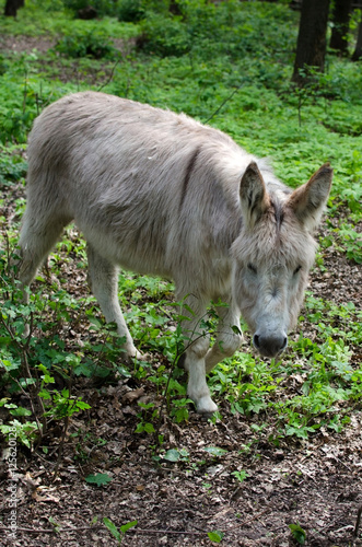 donkey in the zoo
