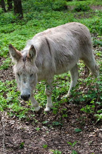  donkey in the zoo