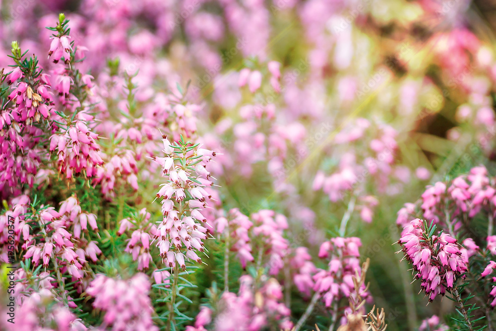 Beautiful field of vibrant pink heather (Calluna vulgaris) blossoming outdoors in spring sun. Botanical photo. Heather flowers. Small violet flowers. Spring blossom background. Retro style.