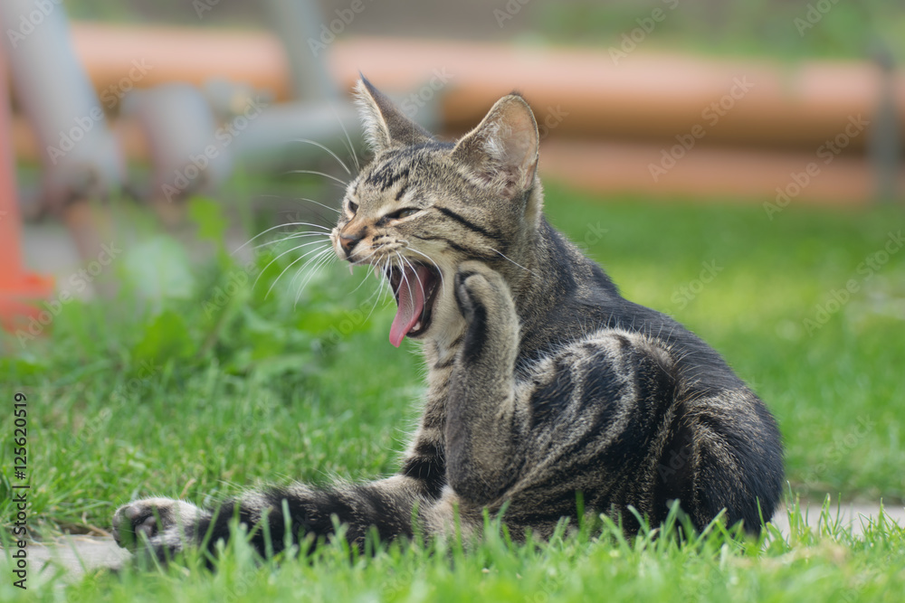 Young tabby kitten