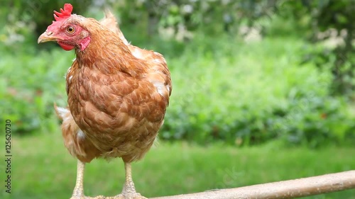 Young red hen in the garden