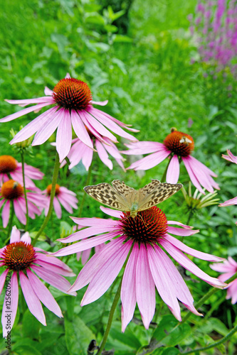 Echinacea, Sonnenhut photo