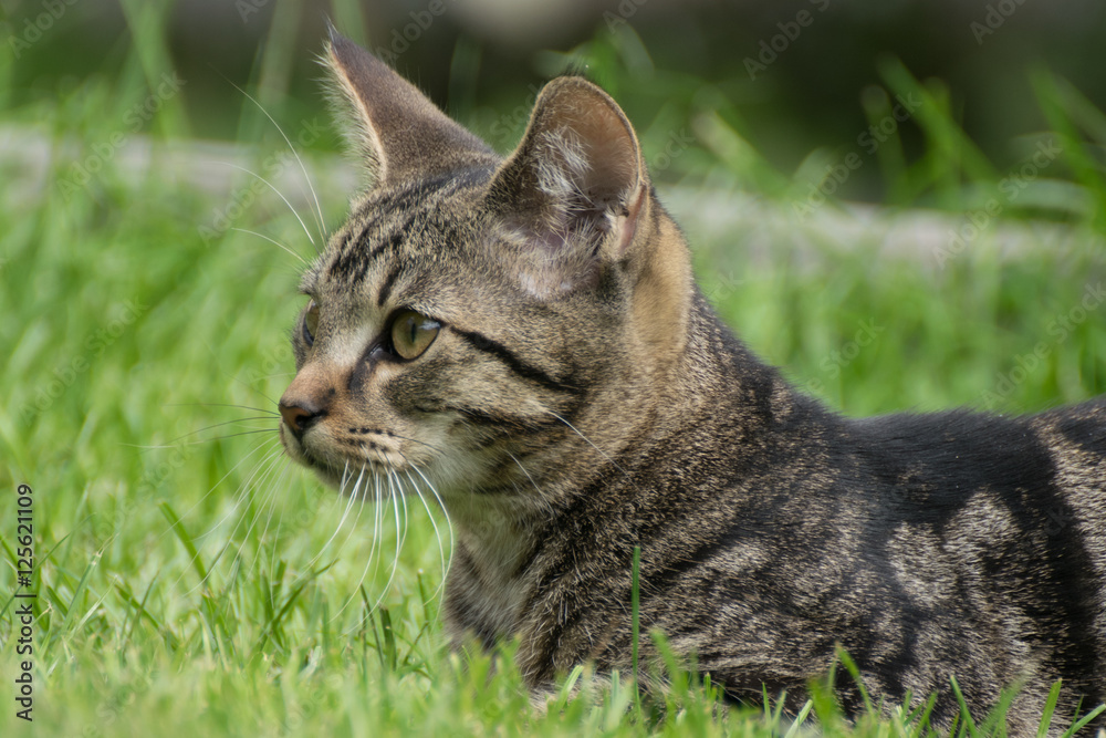 Young tabby kitten