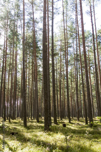 Kiefernwald in Lettland