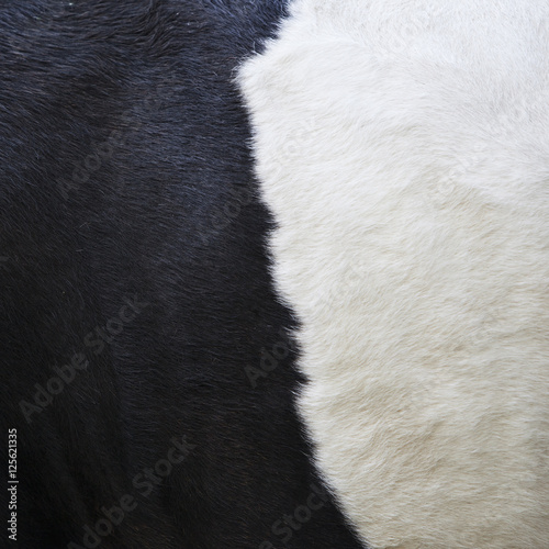 part of black and white hide on side of cow