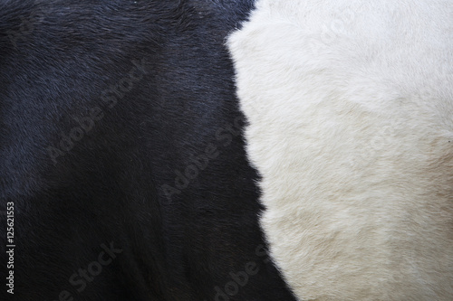 part of black and white hide on side of cow