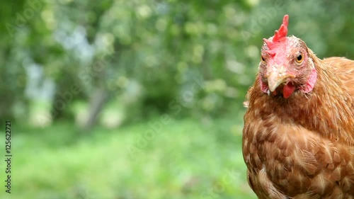 Young red hen in the garden