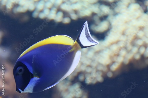 fish