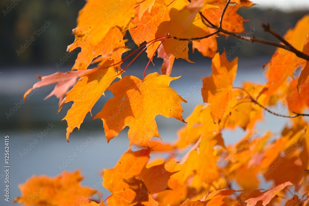 Fall colors Fall colors