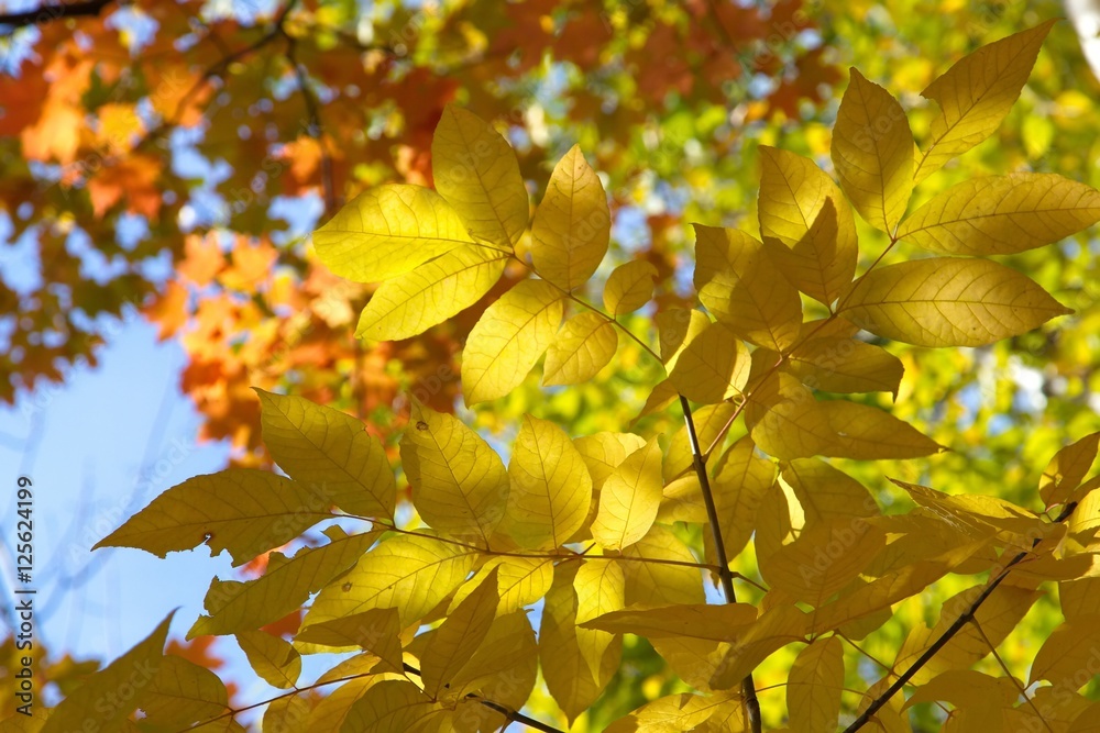 Fototapeta premium Fall colors