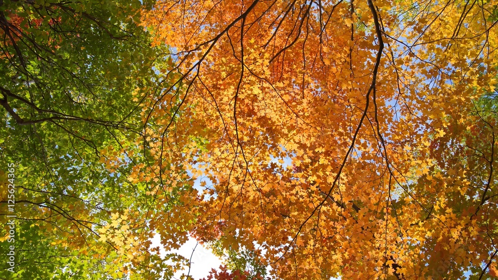 Fall colors Fall colors