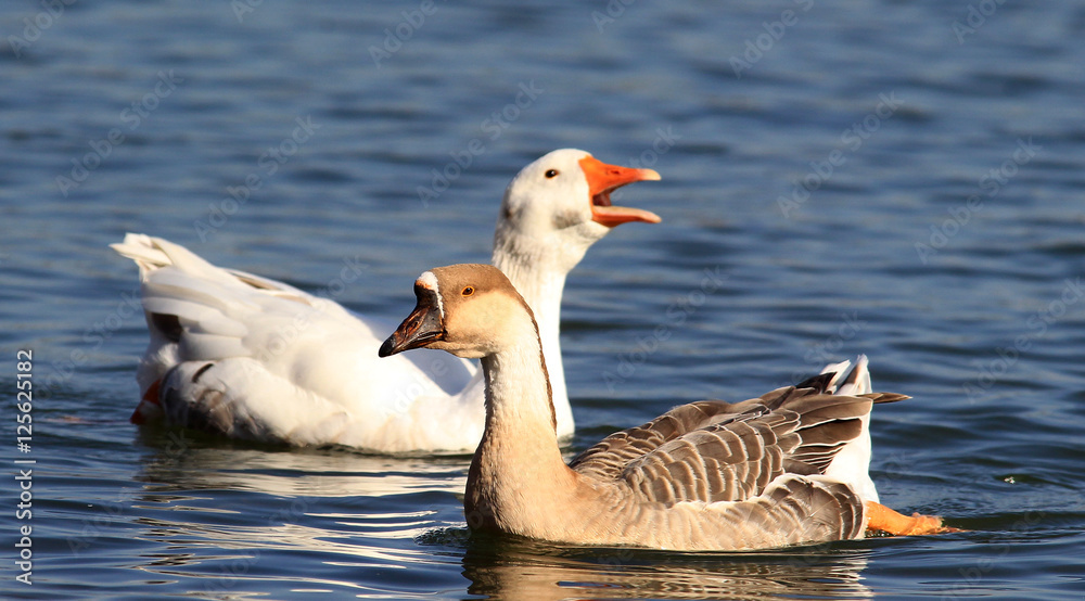 Pair of Swan goose,Anser cygnoides,Chinese Goose,in river Danube , Belgrade , Serbia. Pair of Swan goose,Anser cygnoides,Chinese Goose,in river Danube , Belgrade , Serbia.