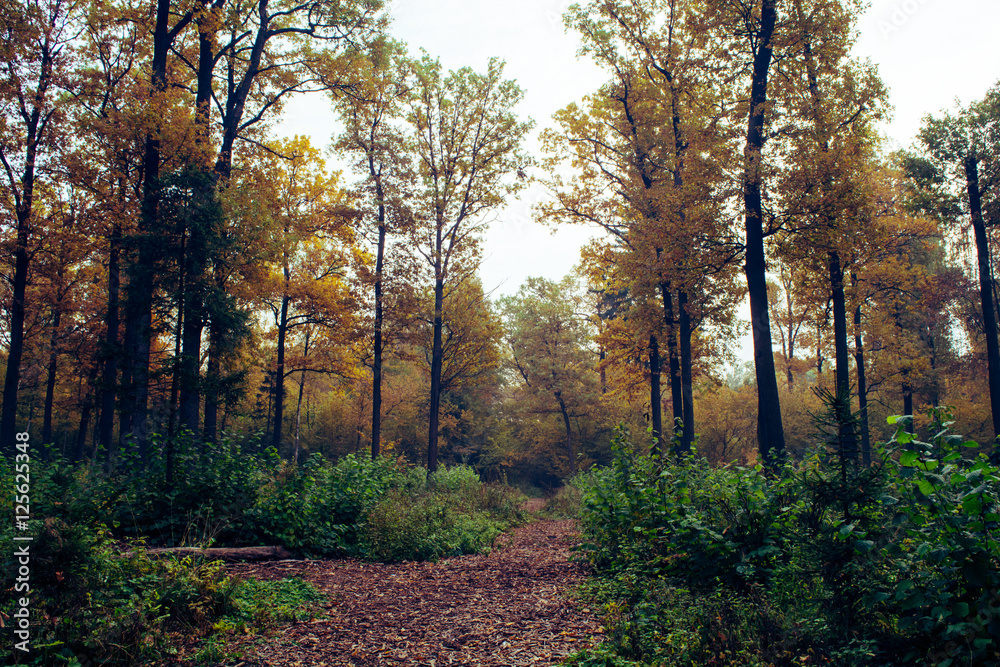 Осенний лес. 5