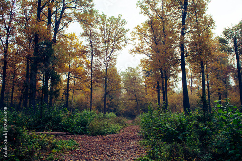 Осенний лес. 5