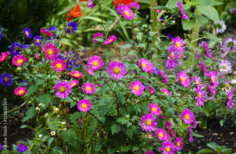 Vibrant asters blooming in the garden