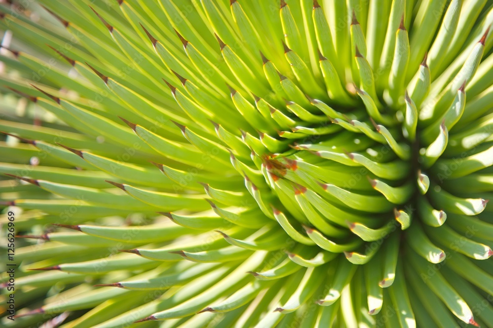 Obraz premium Green plant