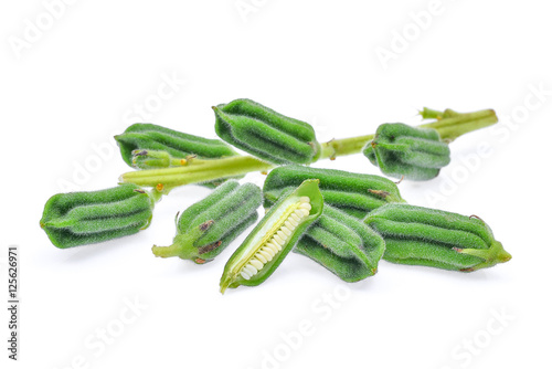 Fresh Sesame Seeds pods isolated on white