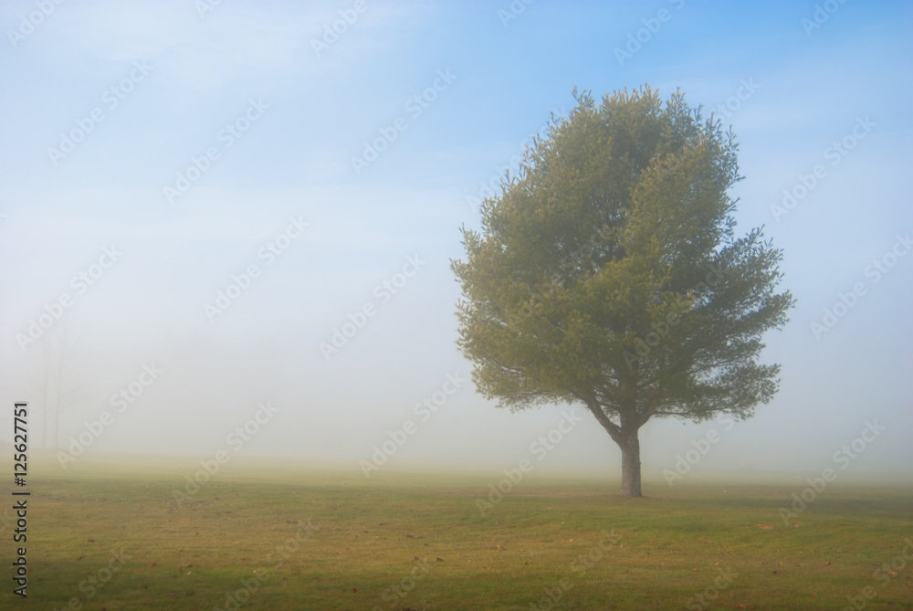 Tree in the fog in a field