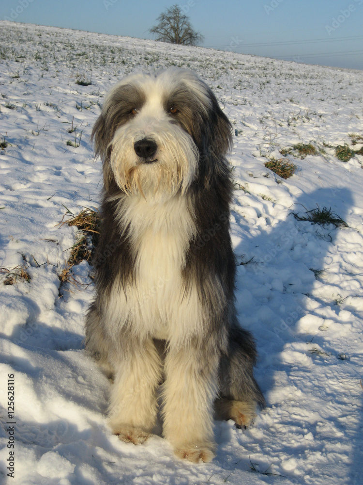 Bearded Collie dog sitting in snow