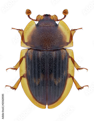 Beetle Amphotis marginata on a white background photo