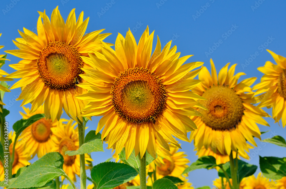 Young sunflowers bloom in field against a blue sky