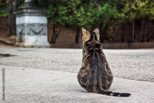 A fat tabby cat sitting back to camera on the road.